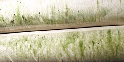 Mold is part of our natural environment and can be found everywhere, indoors and outdoors.