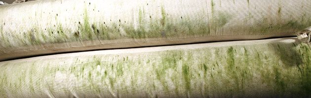 Mold is part of our natural environment and can be found everywhere, indoors and outdoors.